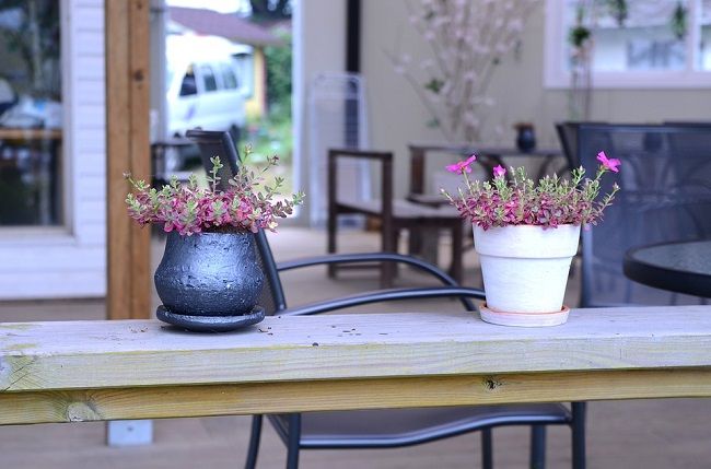 キノコバエが大量発生する原因とは