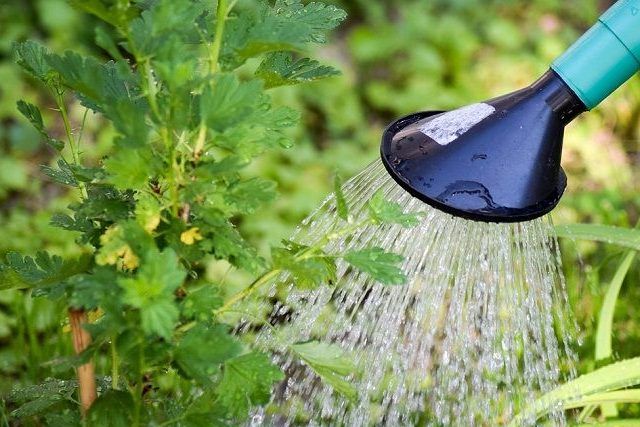 草むしりのコツ②草むしり前に水を撒くと効果的