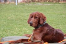 犬がムカデに噛まれる！外飼いのワンちゃんをムカデから守る方法