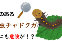 毒のある毛虫チャドクガの卵にも危険が！？卵の対策方法をご紹介