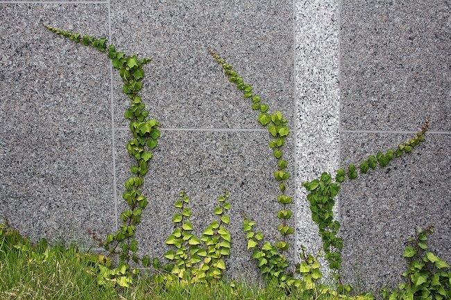 雑草を生えなくする方法④【植物で地面を覆う】