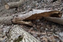 気づいたら混入しているかも？ヒメマキムシが棲みつくのを防ぐ方法