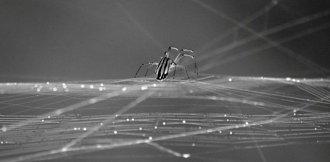 よく言われているゴキブリの天敵『アシダカグモ』とは 