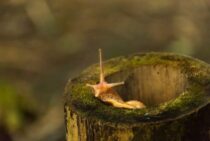 ナメクジの卵の駆除方法！孵化する前に駆除して植物を守る