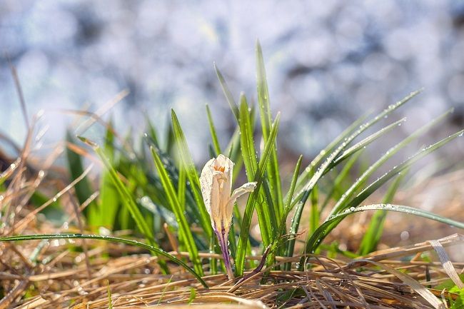 庭に生える雑草の種類