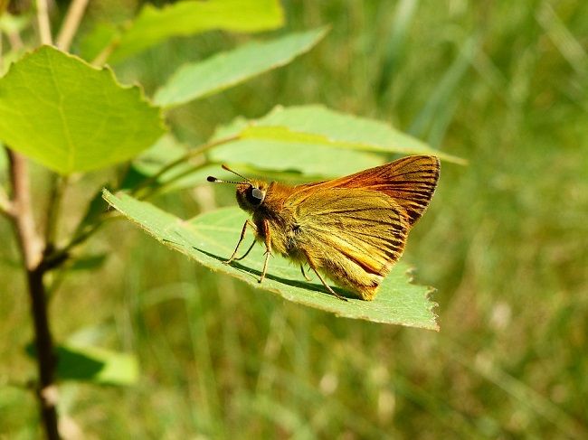 チャドクガの卵を発見したら？