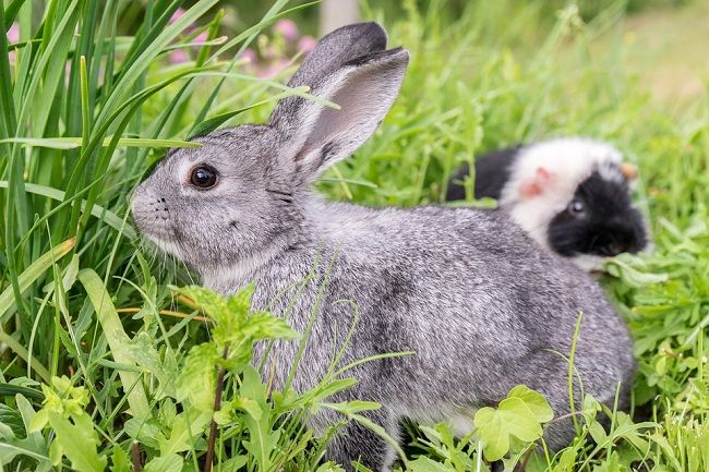 うさぎの放し飼いは除草にはならない！