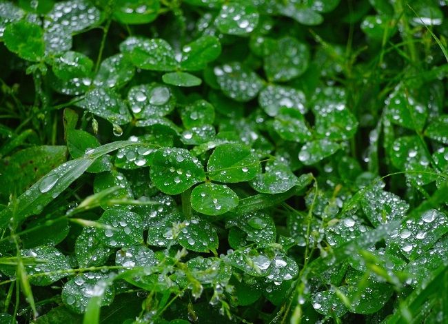 雑草はなぜ生える？たくましい雑草が生える条件を覚えて対策しよう