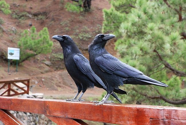 そもそもカラスってどんな鳥？