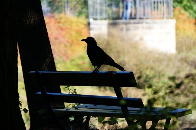 カラスは賢い鳥ってほんと?その特徴を理解したカラス対策をしよう