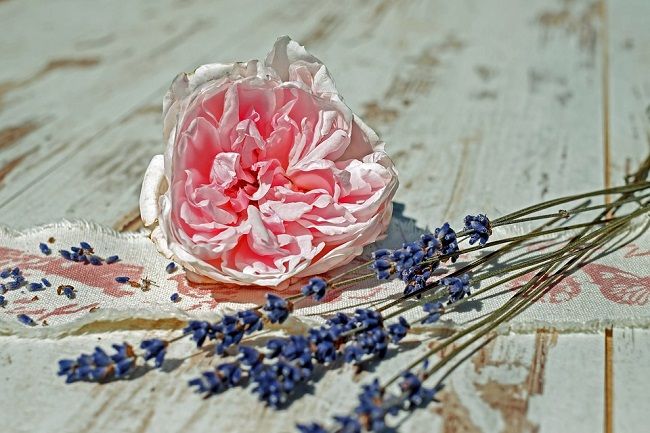 トビイロケアリはどのような被害をもたらす？