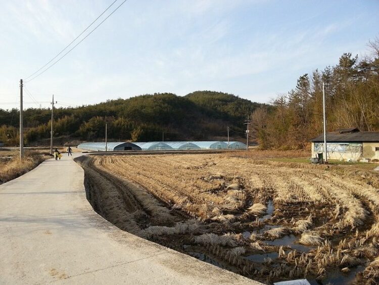 田んぼの雑草に要注意!豊かな実りを守るために今からできる対策