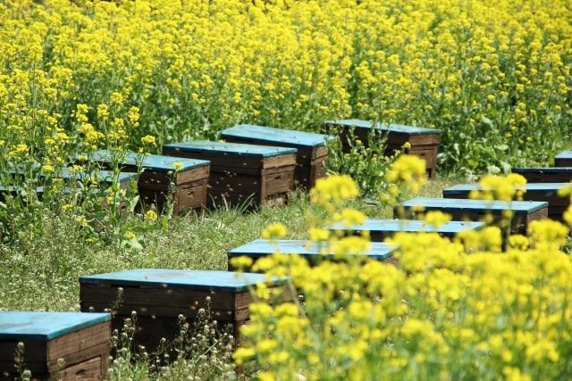 養蜂家への被害