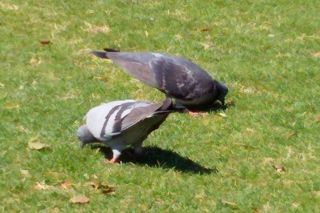 鳩の鳴き声の意味は