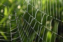 蜘蛛がゴキブリを食べてくれる！？実は益虫かもしれない蜘蛛の特徴