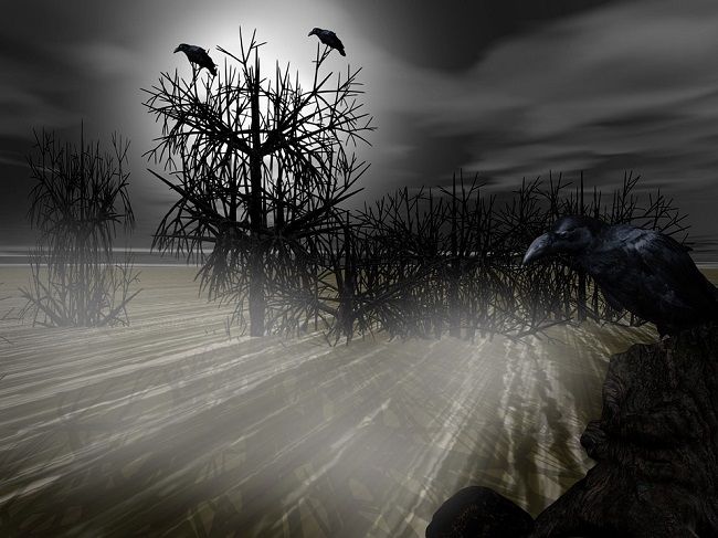 カラスは死骸のあるところに集まってきます