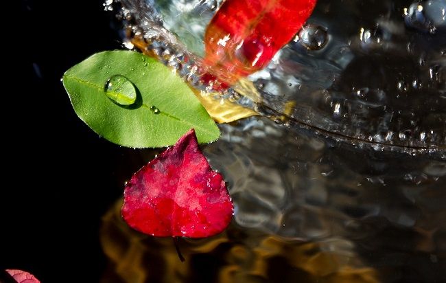 ムカデは水も好みます。出ていってもらうためのムカデ対策