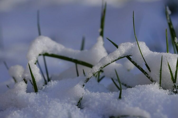 今からできる冬の雑草対策!早めの対策が夏の草刈りも楽にします