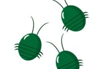 カメムシへの対策には予防・駆除・事後の3つの対策が必要です！