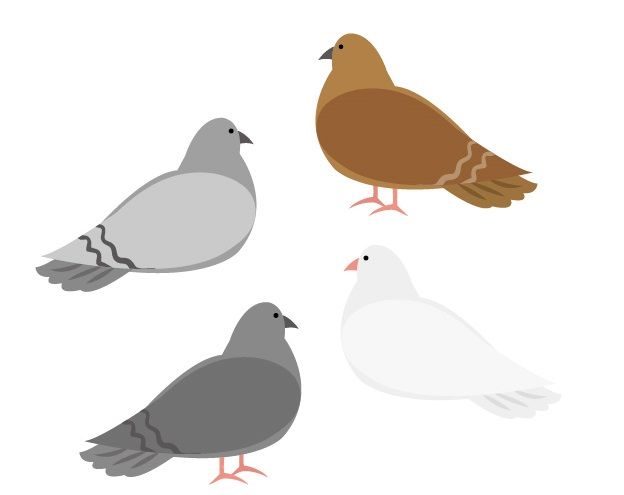鳩の忌避剤、どの期間まで有効?その段階と忌避剤のタイプをご紹介!