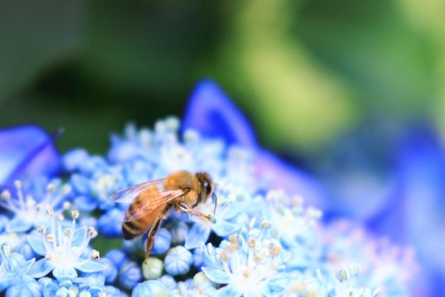 スズメバチの種類と巣の特徴について