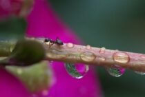 ヒアリと間違えやすい！？アシナガアリの特徴とは。駆除方法も