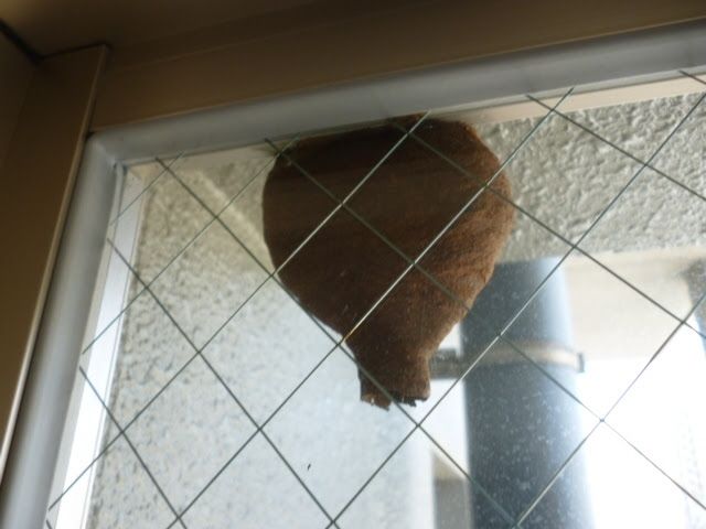 ベランダにあるのはどの種類の蜂の巣なの？蜂の巣の見分け方！