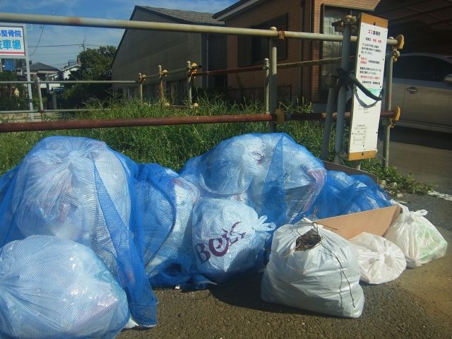 カラスは賢い……生半可な対策では効果がないかも