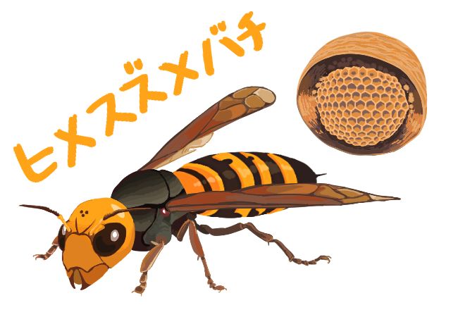 生態から見たスズメバチ対策