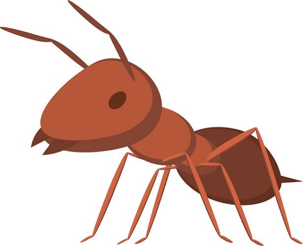 羽アリとしてオスが飛び立つ前に駆除を検討しよう