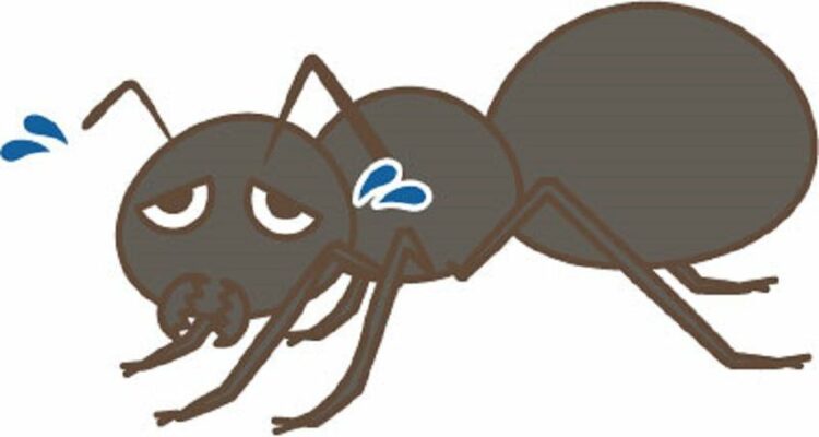 雨の日に蟻は死なないって本当？蟻の巣の水攻めには効果がないワケ
