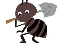 働き蟻は実はメスだった！蟻のオスは巣の中で何をしているの？