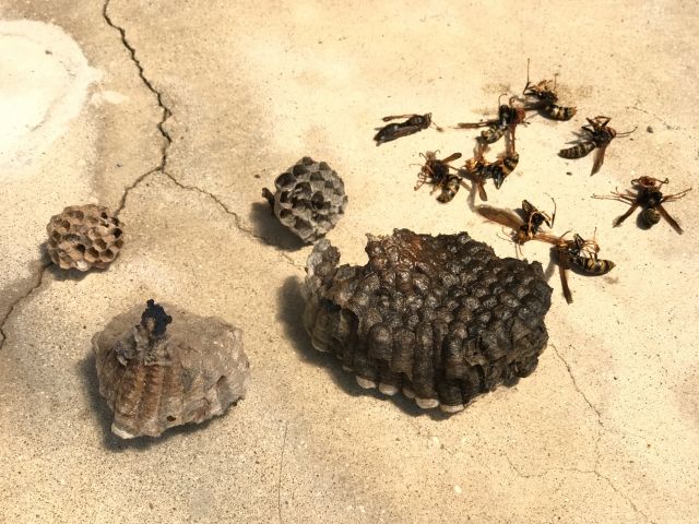 蜂に悩む人必見！蜂が寄ってくる原因にはいったい何があるのか