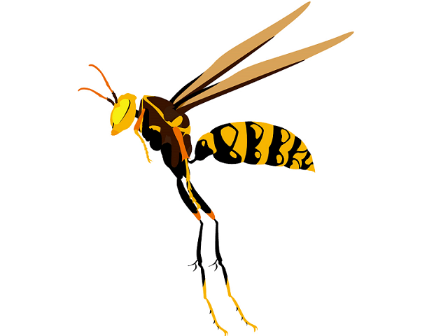 アシナガバチのなかで最も危険ともいわれる「キアシナガバチ」