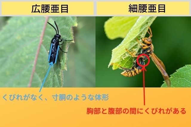 広腰亜目と細腰亜目の見分け方