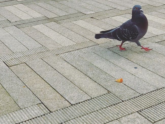 糞以外の鳩の被害とは