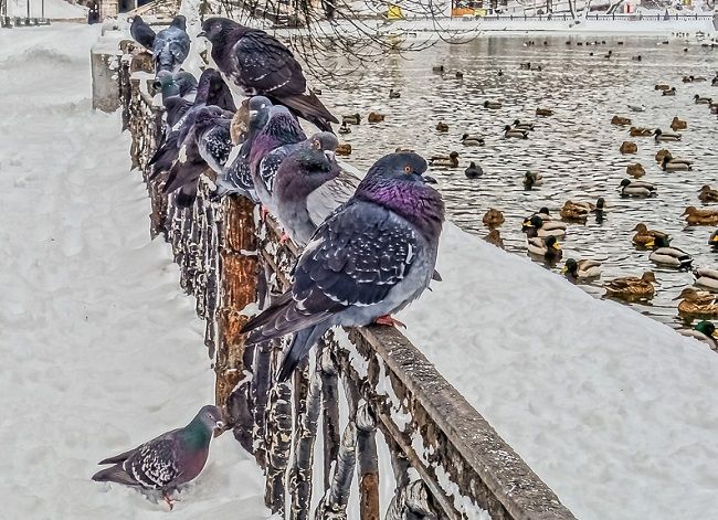 鳩の被害で最も恐ろしいのは「糞」
