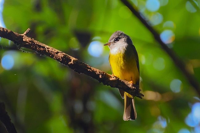 種類別蜂の天敵③：スズメバチの天敵