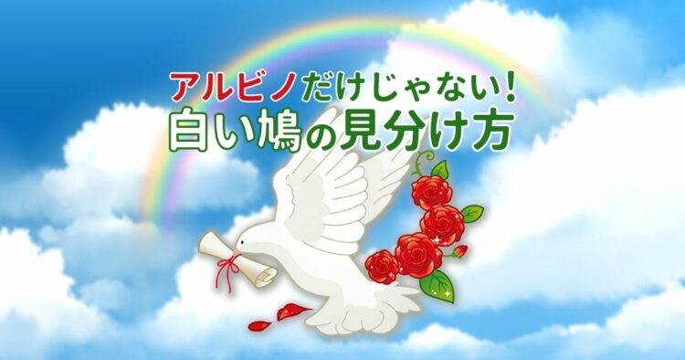 鳩が白いのはアルビノなのか?知られざる白い鳩の正体と要注意点