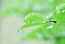 梅雨になる前に知っておきたい！ヤスデ対策をして家への侵入を防ごう