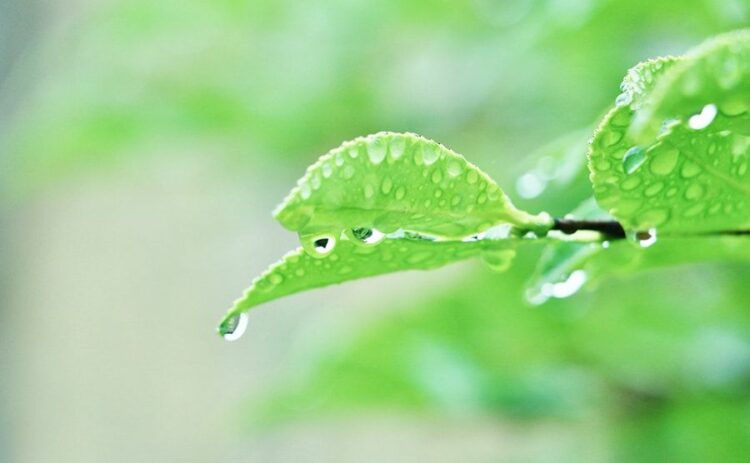 梅雨になる前に知っておきたい！ヤスデ対策をして家への侵入を防ごう