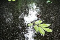 アリの巣ってどうなってるの……？アリの巣は雨の日に姿を消す！？