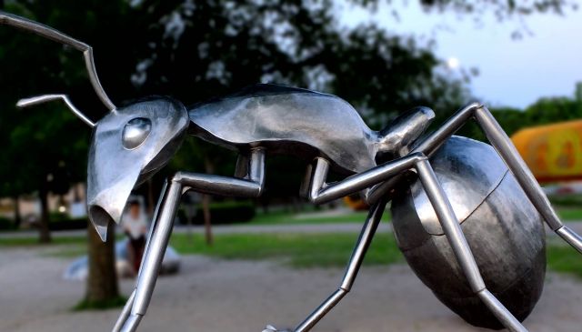 ほかの種の巣を乗っ取ってしまう？アメイロケアリの特徴と対策