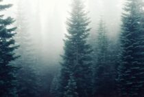 シロアリが好きな木と嫌いな木｜被害リスクを効果的に下げる木材の種類をご紹介