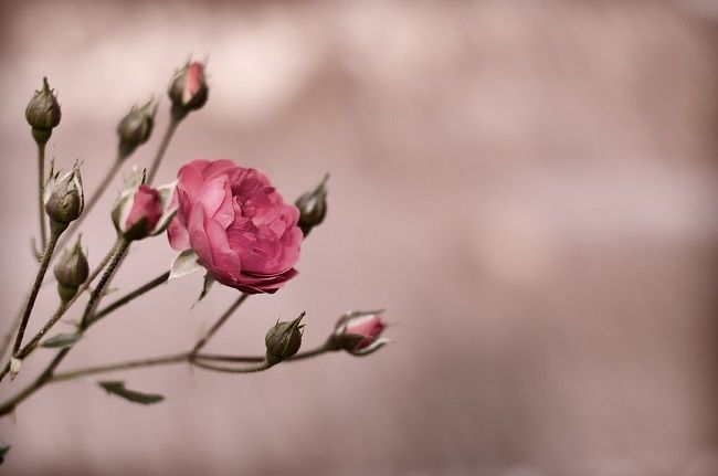 どうしてハヤトゲフシアリが危険視されているの？