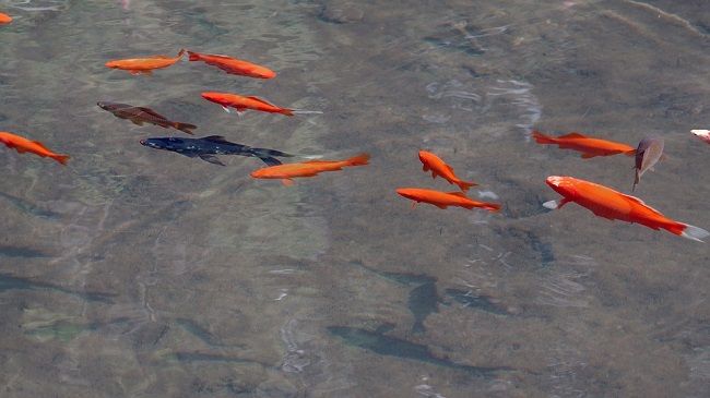 益虫としてのユスリカ