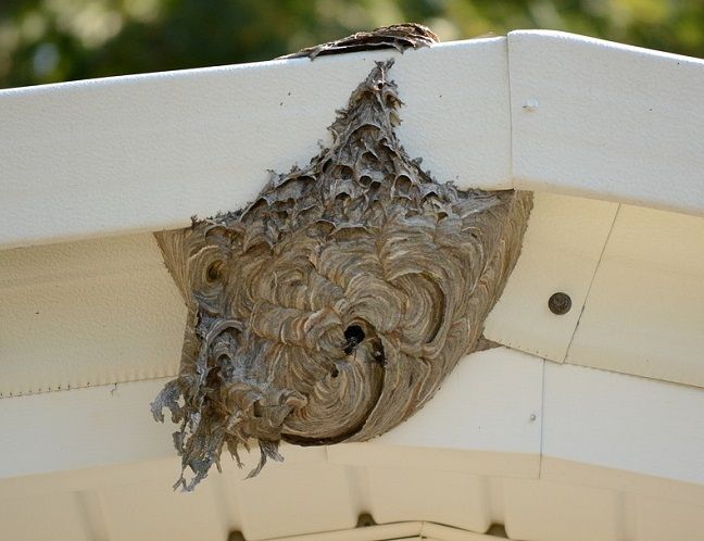 巣の場所によっては自分で駆除できることも