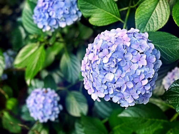 アジサイの剪定方法 アジサイを長く楽しむためのお手入れとは