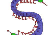 ムカデはどこから侵入してくるの？家に寄せ付けないためにできる対策