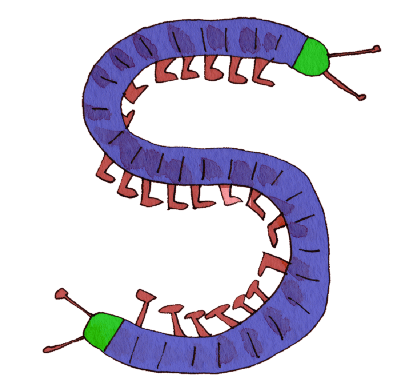 ムカデはどこから侵入してくるの？家に寄せ付けないためにできる対策